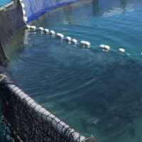 Barramundi Group
